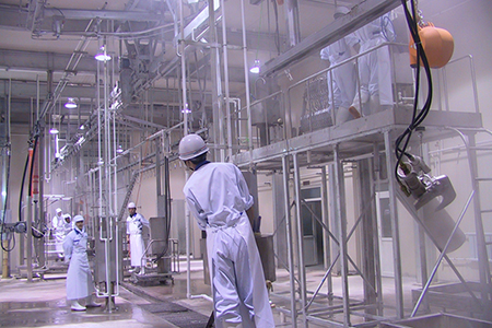 Línea Completa de Sacrificio de Ganado para Procesadora de Carne Wagyu