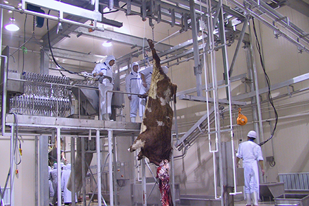 Línea Completa de Sacrificio de Ganado para Procesadora de Carne Wagyu