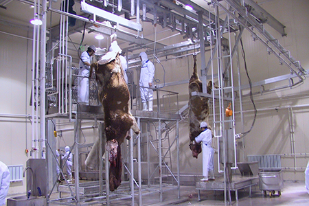 Línea Completa de Sacrificio de Ganado para Procesadora de Carne Wagyu