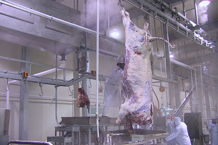Línea Completa de Sacrificio de Ganado para Procesadora de Carne Wagyu