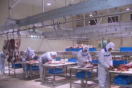 Línea Completa de Sacrificio de Ganado para Procesadora de Carne Wagyu