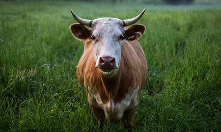 Bovino