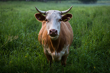 Bovino