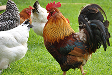 Aves de Granja